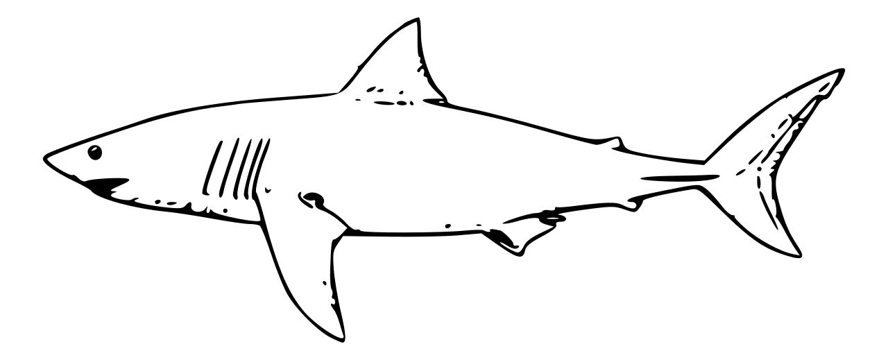 Omalovánka bílý žralok k vytisknutí na A4