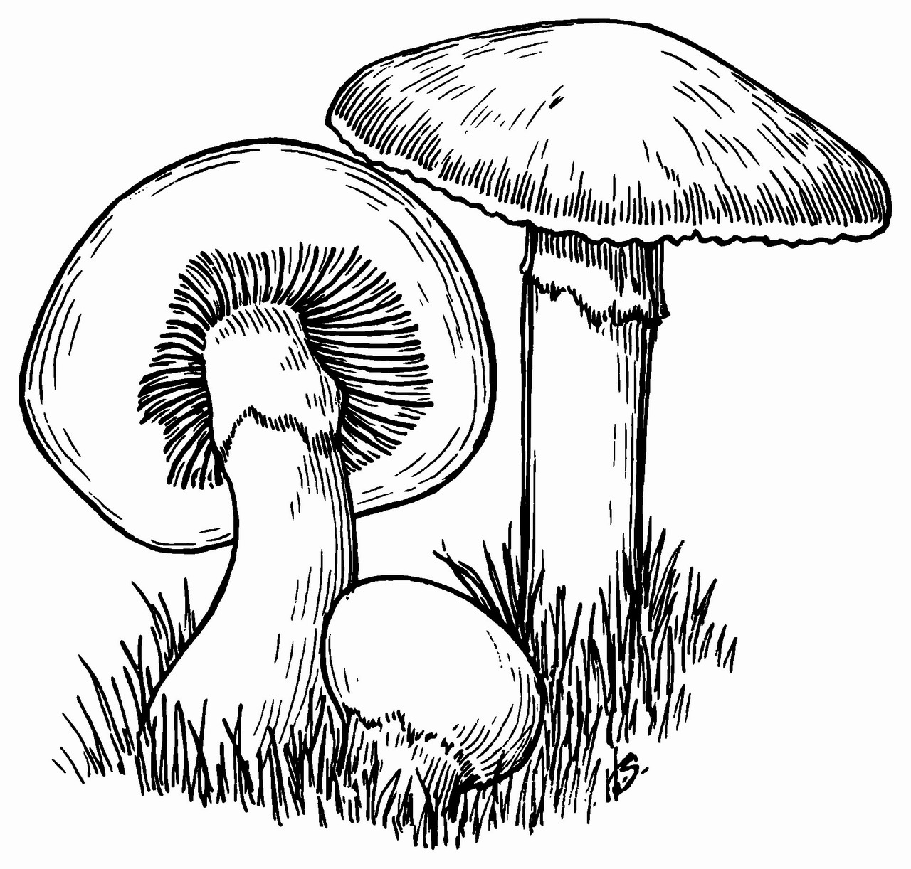 Раскраска бледная поганка гриб