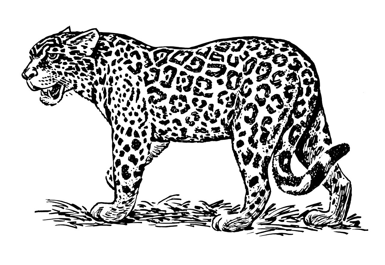 Omalovánka jaguár k vytisknutí na A4
