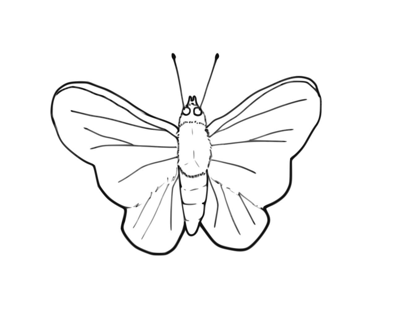 Omalovánka kreslený motýl k vytisknutí na A4
