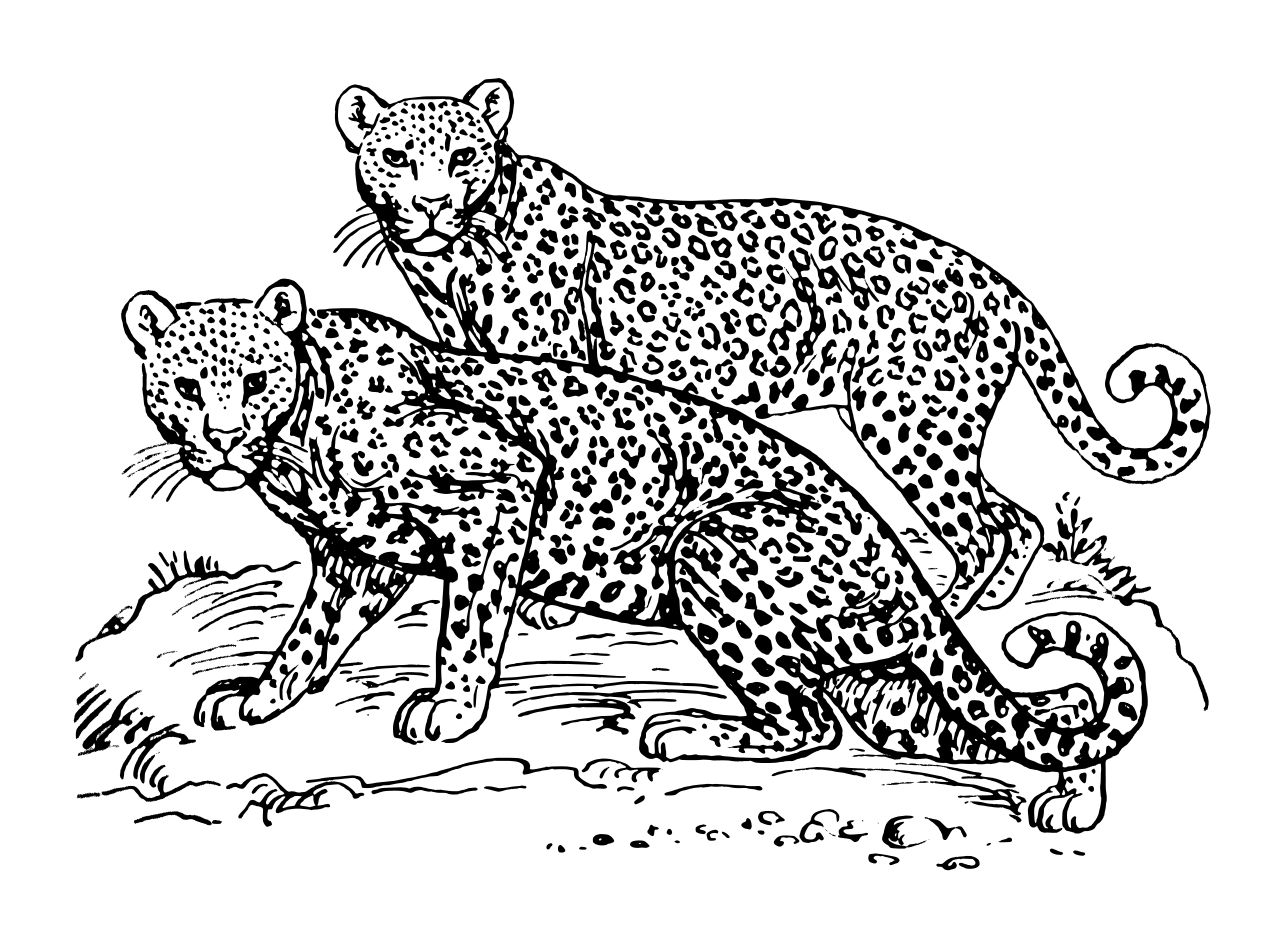 Omalovnka leopard k vytisknut na A4