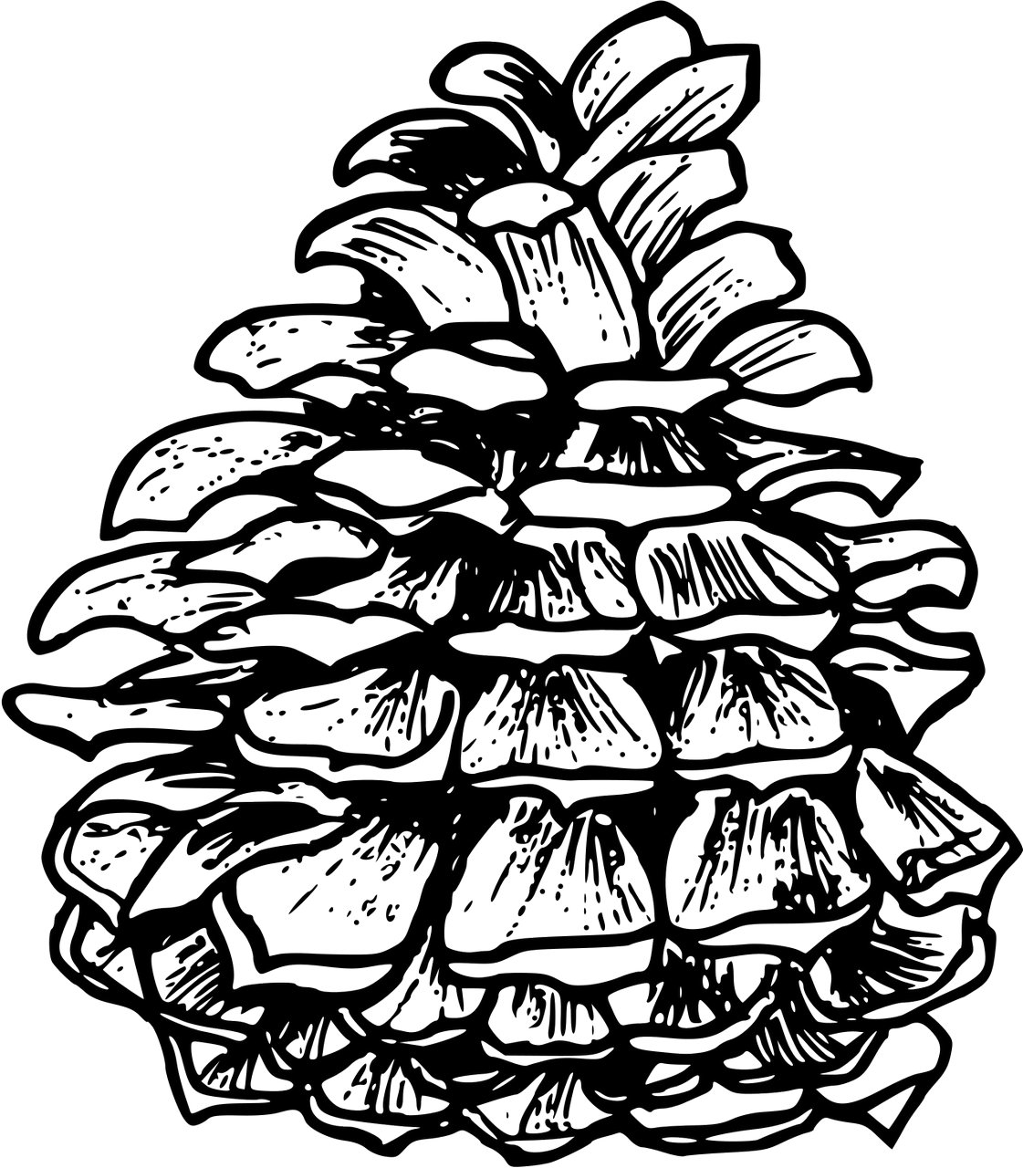 Pinecone outline