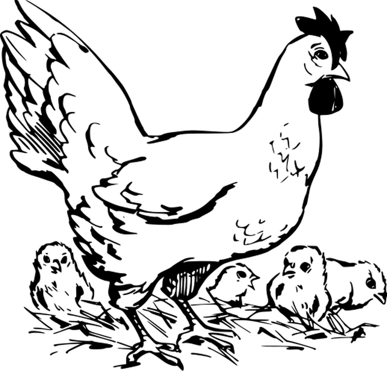 Omalovánka slepice s kuřaty k vytisknutí na A4