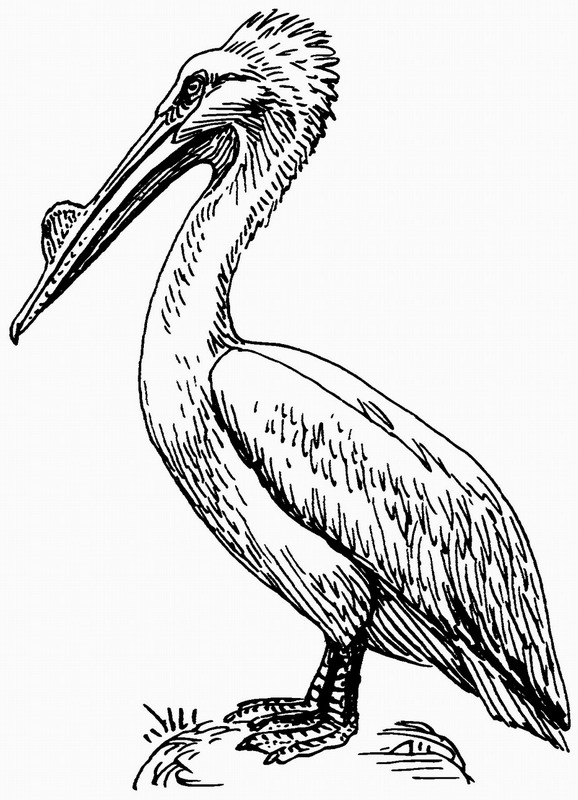 Omalovánka pelikán k vytisknutí na A5