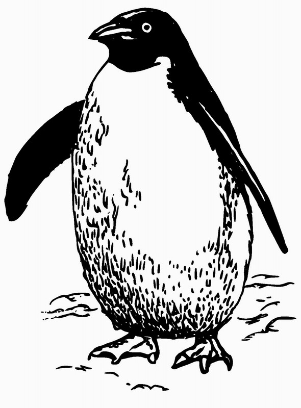 Omalovánka tučňák k vytisknutí na A5