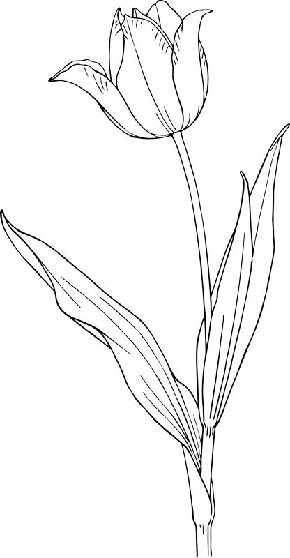Omalovánka tulipán k vytisknutí na A5