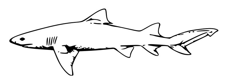 Omalovánka Žralok k vytisknutí na A5