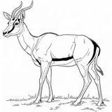 Antilopa