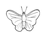 Kreslený motýl