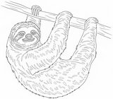 Lenochod
