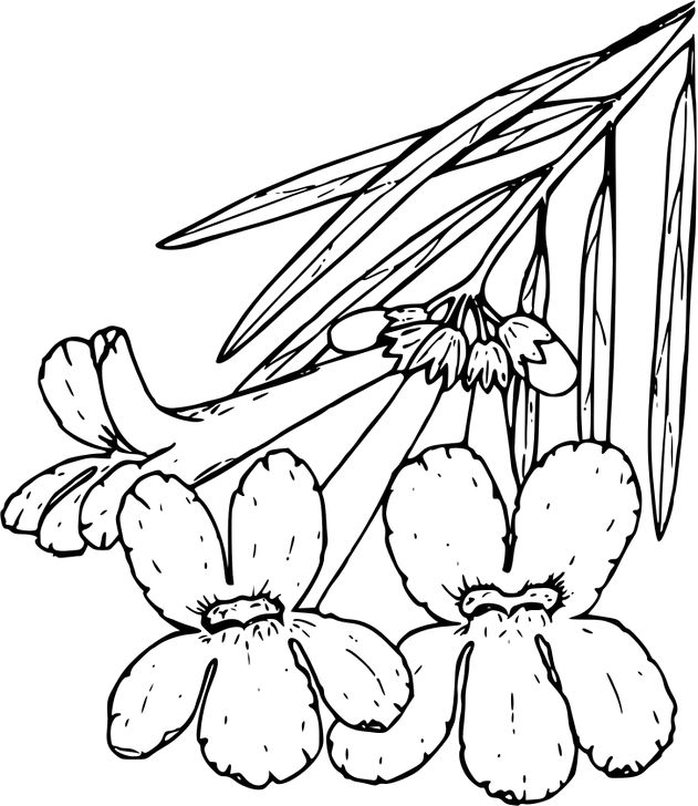 Omalovánka, obrázek Chilopsis - Květiny - k vytisknutí, pro děti k vybarvení zdarma, online ke stažení a vytištění