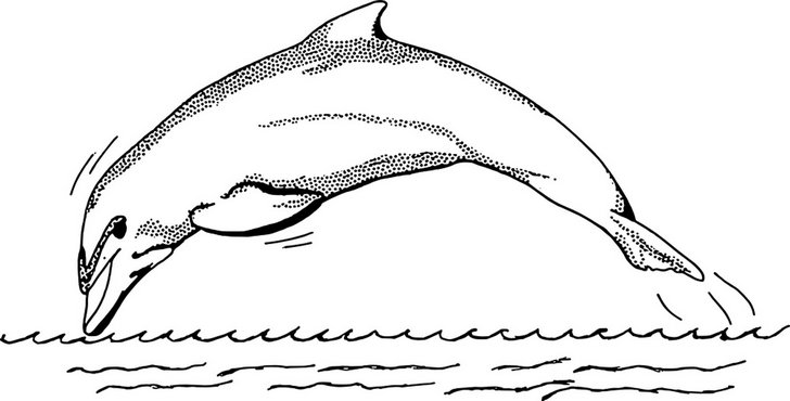 Omalovánka, obrázek Delfín - Zvířata - k vytisknutí, pro děti k vybarvení zdarma, online ke stažení a vytištění