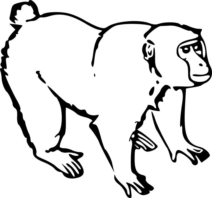 Omalovánka, obrázek Gorila - Zvířata - k vytisknutí, pro děti k vybarvení zdarma, online ke stažení a vytištění