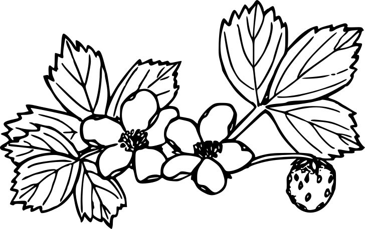 Omalovánka, obrázek Jahody - Květiny - k vytisknutí, pro děti k vybarvení zdarma, online ke stažení a vytištění