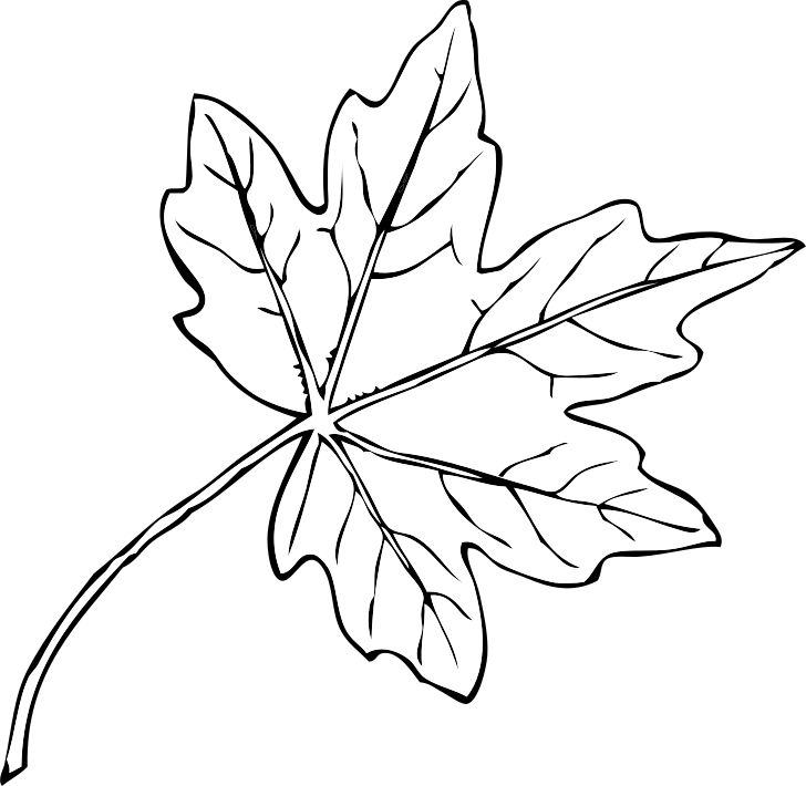 Omalovánka, obrázek Javorový list - Květiny - k vytisknutí, pro děti k vybarvení zdarma, online ke stažení a vytištění