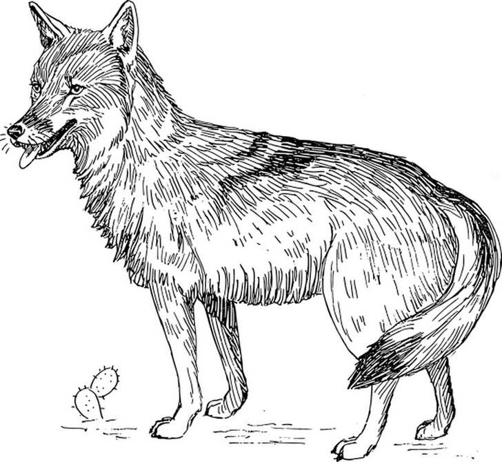 Omalovánka, obrázek Kojot - Zvířata - k vytisknutí, pro děti k vybarvení zdarma, online ke stažení a vytištění
