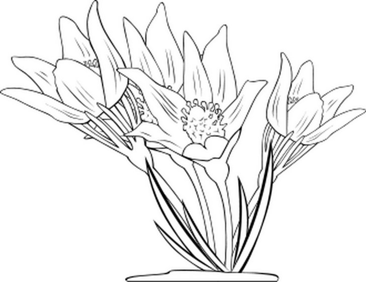 Omalovánka, obrázek Koniklec - Květiny - k vytisknutí, pro děti k vybarvení zdarma, online ke stažení a vytištění