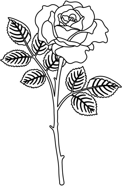 Omalovánka, obrázek Krásná růže - Květiny - k vytisknutí, pro děti k vybarvení zdarma, online ke stažení a vytištění