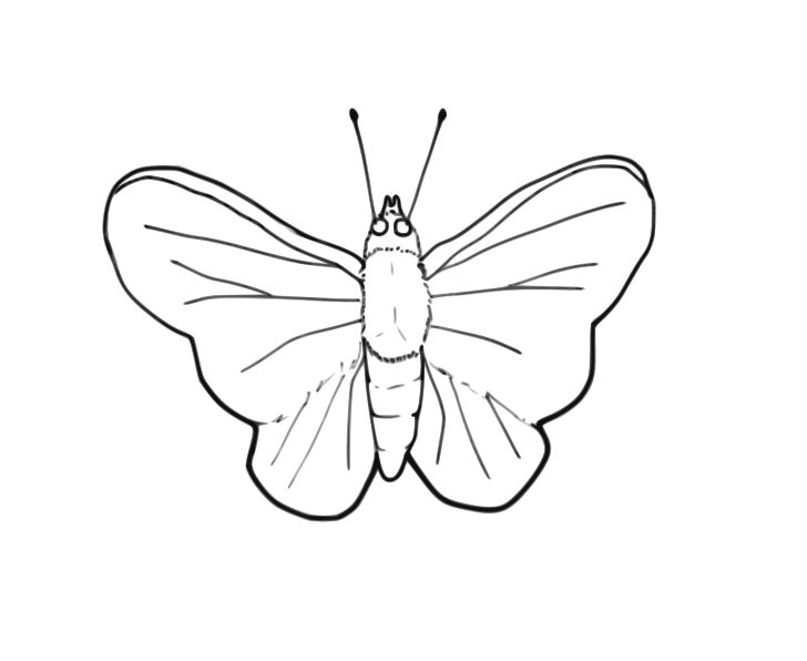 Omalovánka, obrázek Kreslený motýl - Zvířata - k vytisknutí, pro děti k vybarvení zdarma, online ke stažení a vytištění