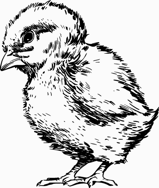 Omalovánka, obrázek Kuřátko - Ptáci - k vytisknutí, pro děti k vybarvení zdarma, online ke stažení a vytištění