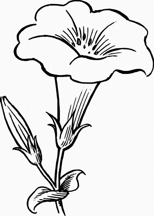 Omalovánka, obrázek Květ - Květiny - k vytisknutí, pro děti k vybarvení zdarma, online ke stažení a vytištění