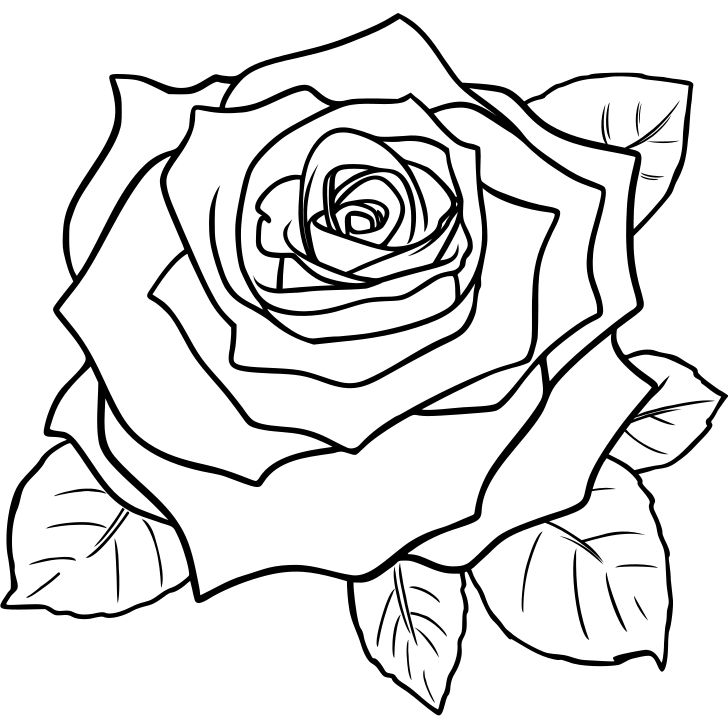 Omalovánka, obrázek Květ růže - Květiny - k vytisknutí, pro děti k vybarvení zdarma, online ke stažení a vytištění