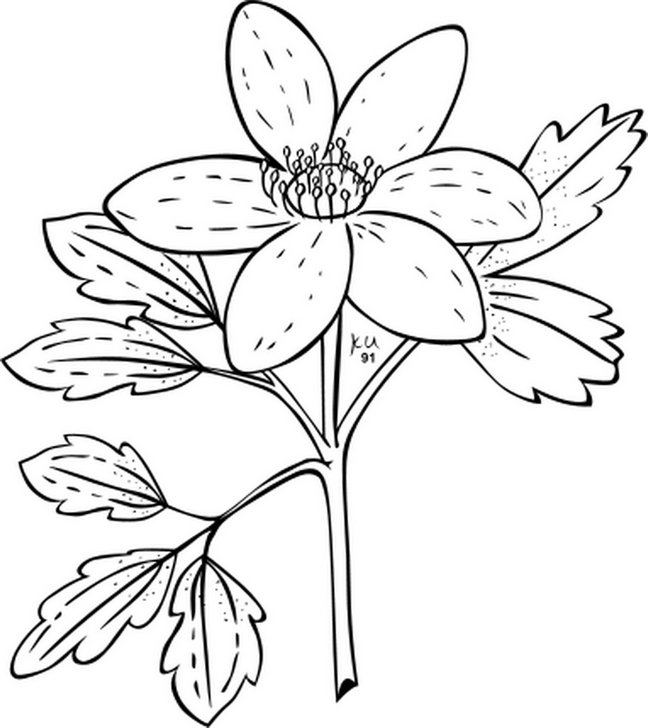 Omalovánka, obrázek Kytka - Květiny - k vytisknutí, pro děti k vybarvení zdarma, online ke stažení a vytištění
