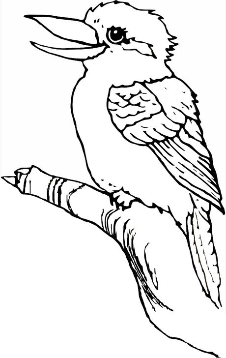 Omalovánka, obrázek Ledňák obrovský - Ptáci - k vytisknutí, pro děti k vybarvení zdarma, online ke stažení a vytištění