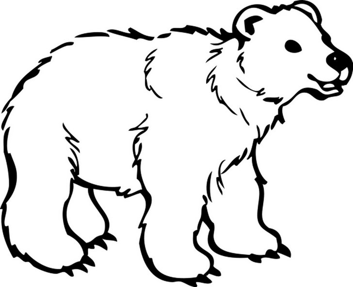 Omalovánka, obrázek Lední medvěd - Zvířata - k vytisknutí, pro děti k vybarvení zdarma, online ke stažení a vytištění