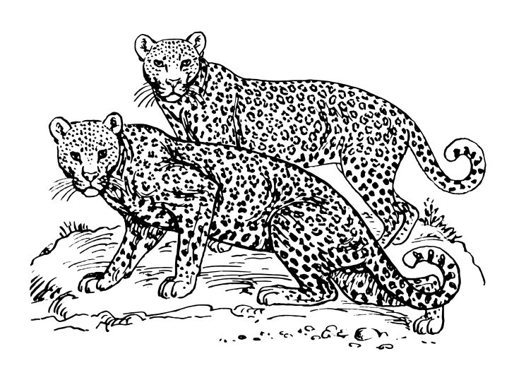 Omalovánka, obrázek Leopard - Zvířata - k vytisknutí, pro děti k vybarvení zdarma, online ke stažení a vytištění