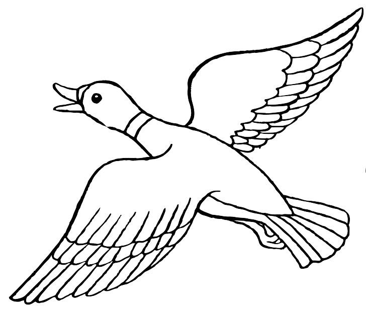 Omalovánka, obrázek Letící kachna - Ptáci - k vytisknutí, pro děti k vybarvení zdarma, online ke stažení a vytištění