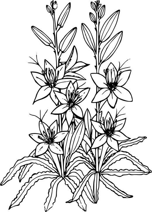 Omalovánka, obrázek Lílie - Květiny - k vytisknutí, pro děti k vybarvení zdarma, online ke stažení a vytištění