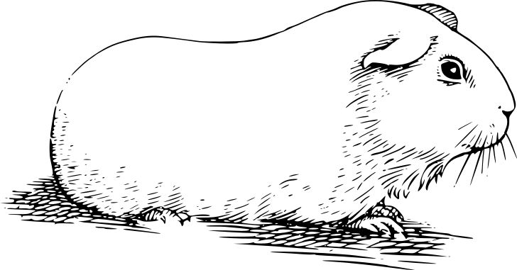 Omalovánka, obrázek Morčátko - Zvířata - k vytisknutí, pro děti k vybarvení zdarma, online ke stažení a vytištění
