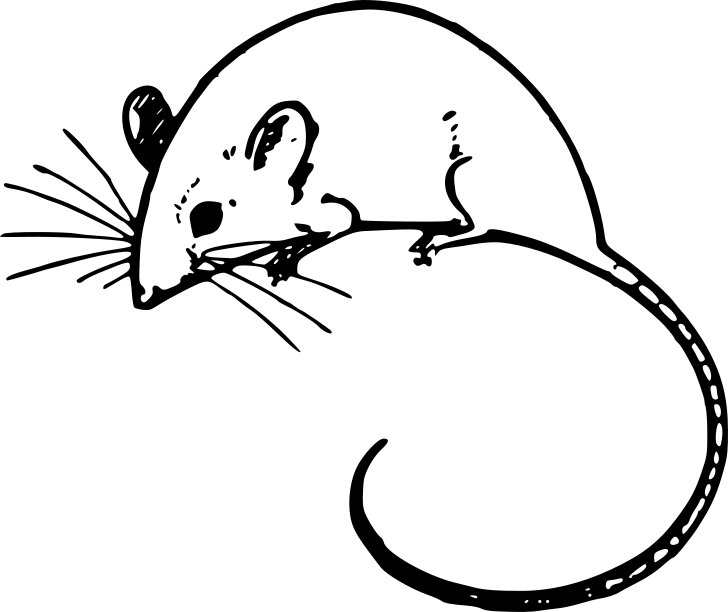 Omalovánka, obrázek Myš - Zvířata - k vytisknutí, pro děti k vybarvení zdarma, online ke stažení a vytištění