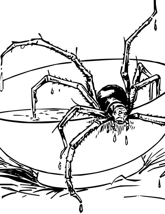 Omalovánka, obrázek Pavouk - Zvířata - k vytisknutí, pro děti k vybarvení zdarma, online ke stažení a vytištění