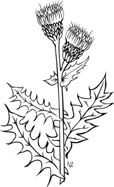 Omalovánka, obrázek Pcháč oset - Květiny - k vytisknutí, pro děti k vybarvení zdarma, online ke stažení a vytištění