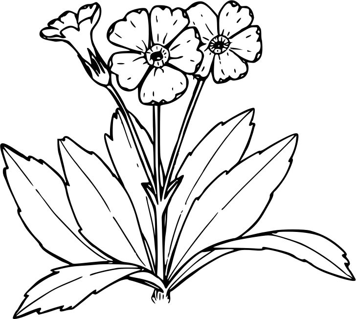 Omalovánka, obrázek Prvosenka - Květiny - k vytisknutí, pro děti k vybarvení zdarma, online ke stažení a vytištění