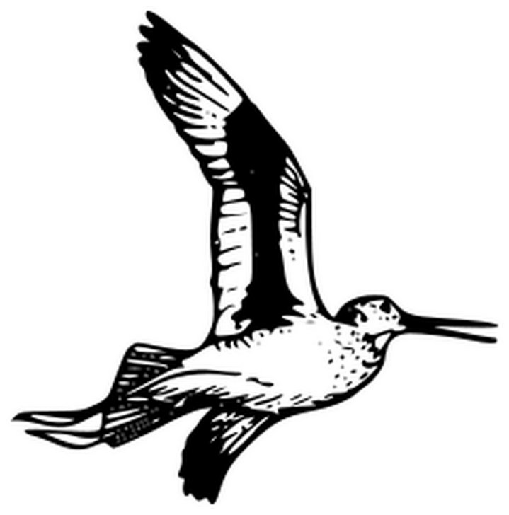 Omalovánka, obrázek Pták - Ptáci - k vytisknutí, pro děti k vybarvení zdarma, online ke stažení a vytištění