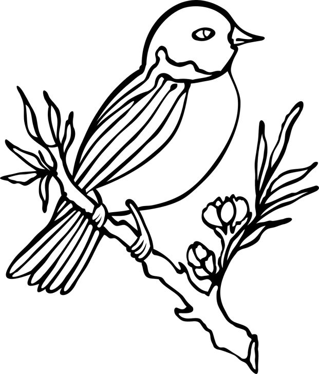 Omalovánka, obrázek Pták na větvi - Ptáci - k vytisknutí, pro děti k vybarvení zdarma, online ke stažení a vytištění