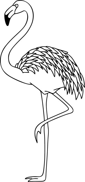 Omalovánka, obrázek Pták plameňák - Ptáci - k vytisknutí, pro děti k vybarvení zdarma, online ke stažení a vytištění