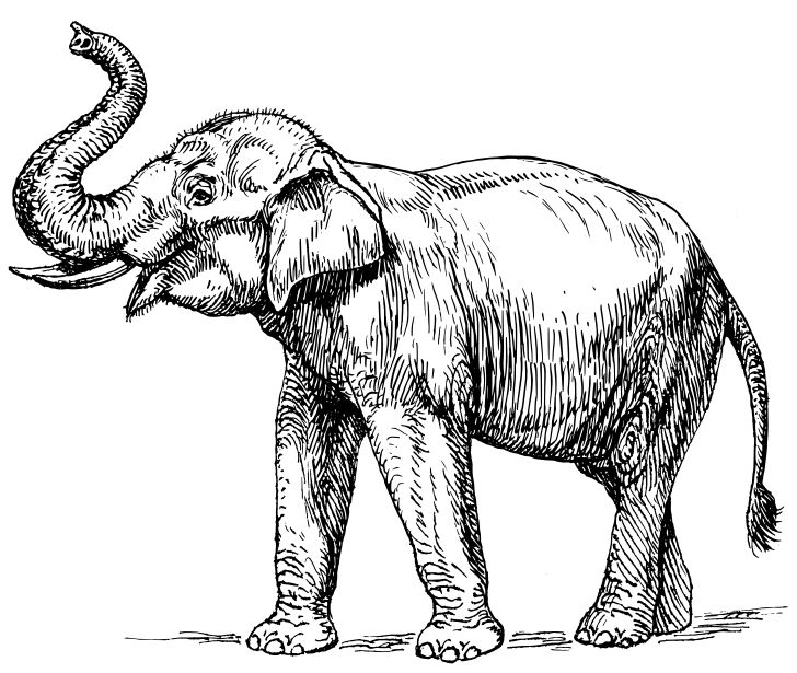Omalovánka, obrázek Slon indický - Zvířata - k vytisknutí, pro děti k vybarvení zdarma, online ke stažení a vytištění