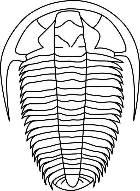 Omalovánka, obrázek Trilobit - Zvířata - k vytisknutí, pro děti k vybarvení zdarma, online ke stažení a vytištění