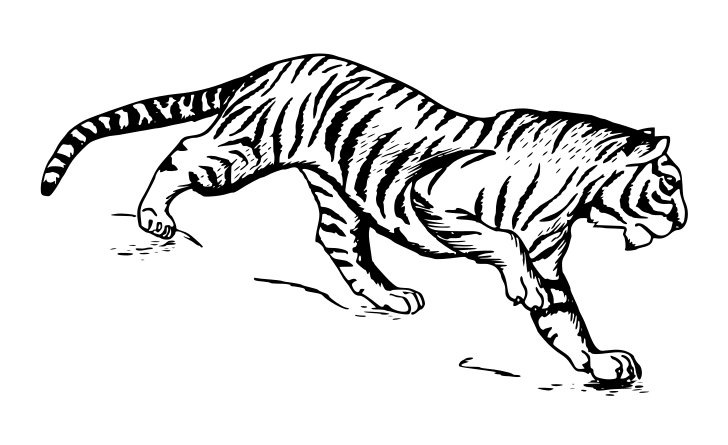 Omalovánka, obrázek Tygr - Zvířata - k vytisknutí, pro děti k vybarvení zdarma, online ke stažení a vytištění