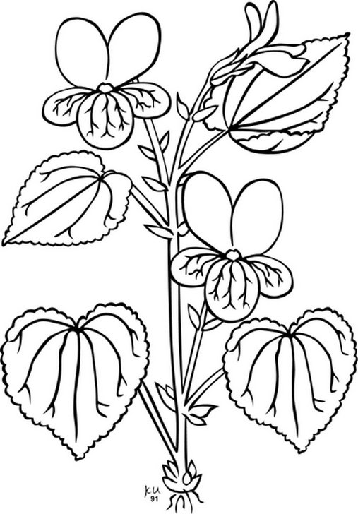 Omalovánka, obrázek Viola - Květiny - k vytisknutí, pro děti k vybarvení zdarma, online ke stažení a vytištění