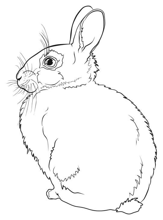 Omalovánka, obrázek Zajíc - Zvířata - k vytisknutí, pro děti k vybarvení zdarma, online ke stažení a vytištění
