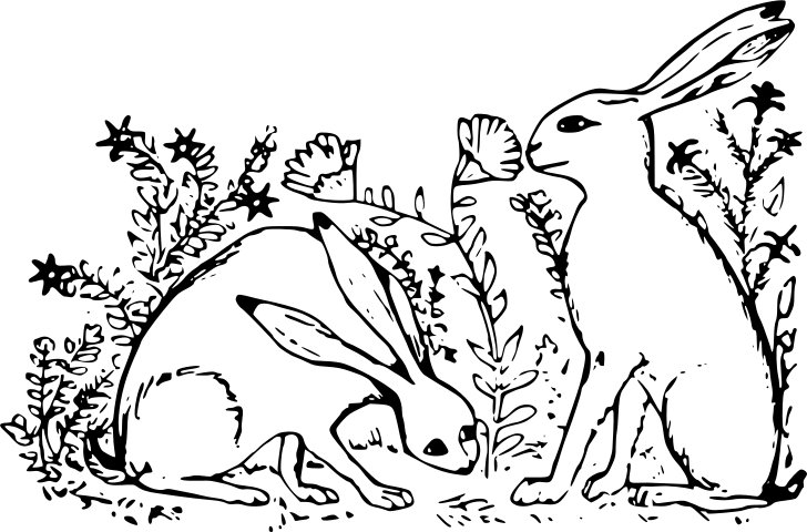 Omalovánka, obrázek Zajíci - Zvířata - k vytisknutí, pro děti k vybarvení zdarma, online ke stažení a vytištění