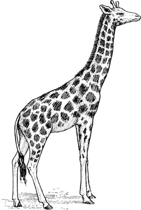 Omalovánka, obrázek Žirafa - Zvířata - k vytisknutí, pro děti k vybarvení zdarma, online ke stažení a vytištění