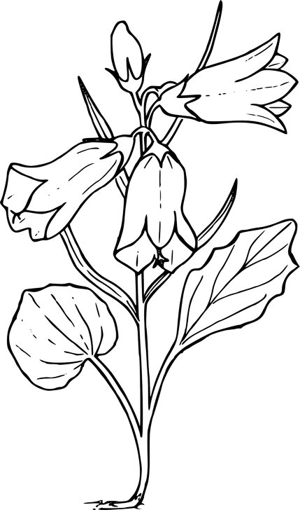 Omalovánka, obrázek Zvonky - Květiny - k vytisknutí, pro děti k vybarvení zdarma, online ke stažení a vytištění